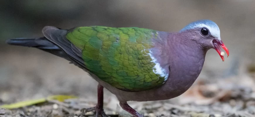 Emerald Dove