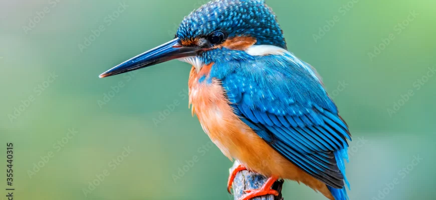 Eurasian Kingfisher