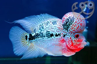 Flowerhorn Cichlid