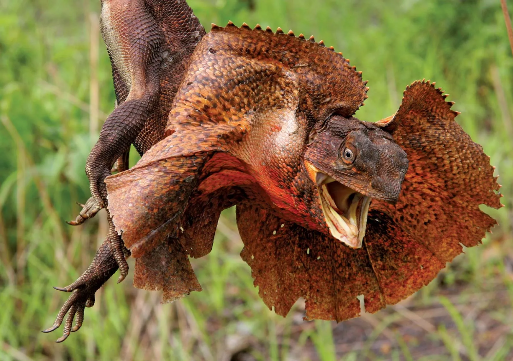 Frilled Lizard