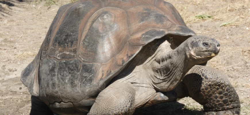 Galápagos Tortoise