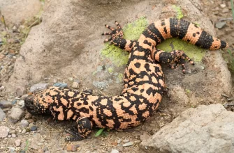 Gila Monster