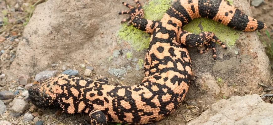 Gila Monster