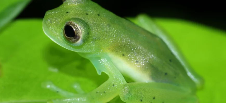 Glass Frog