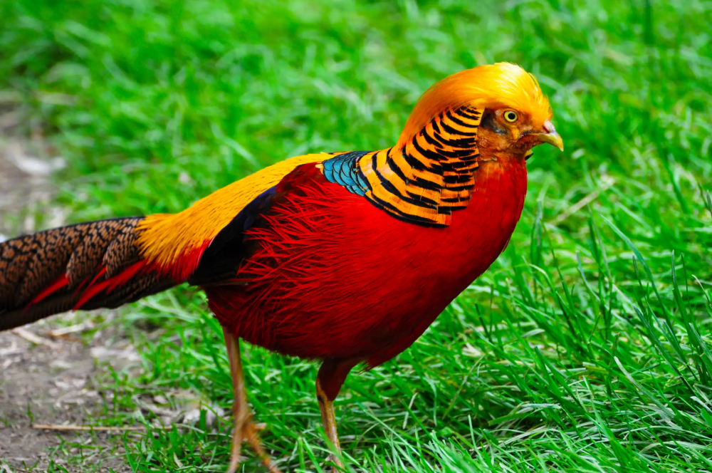 Golden Pheasant