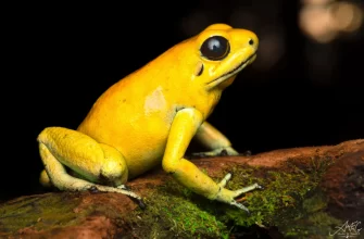 Golden Poison Frog