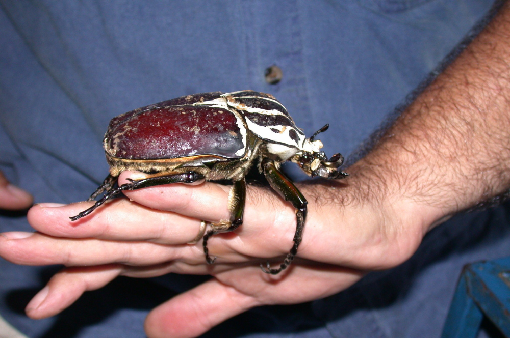 Goliath Beetle