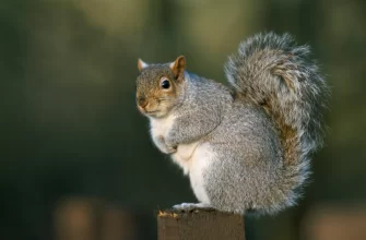 Gray Squirrel