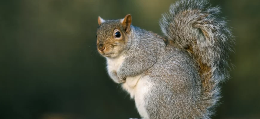 Gray Squirrel