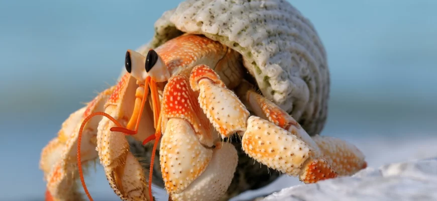 Hermit Crab