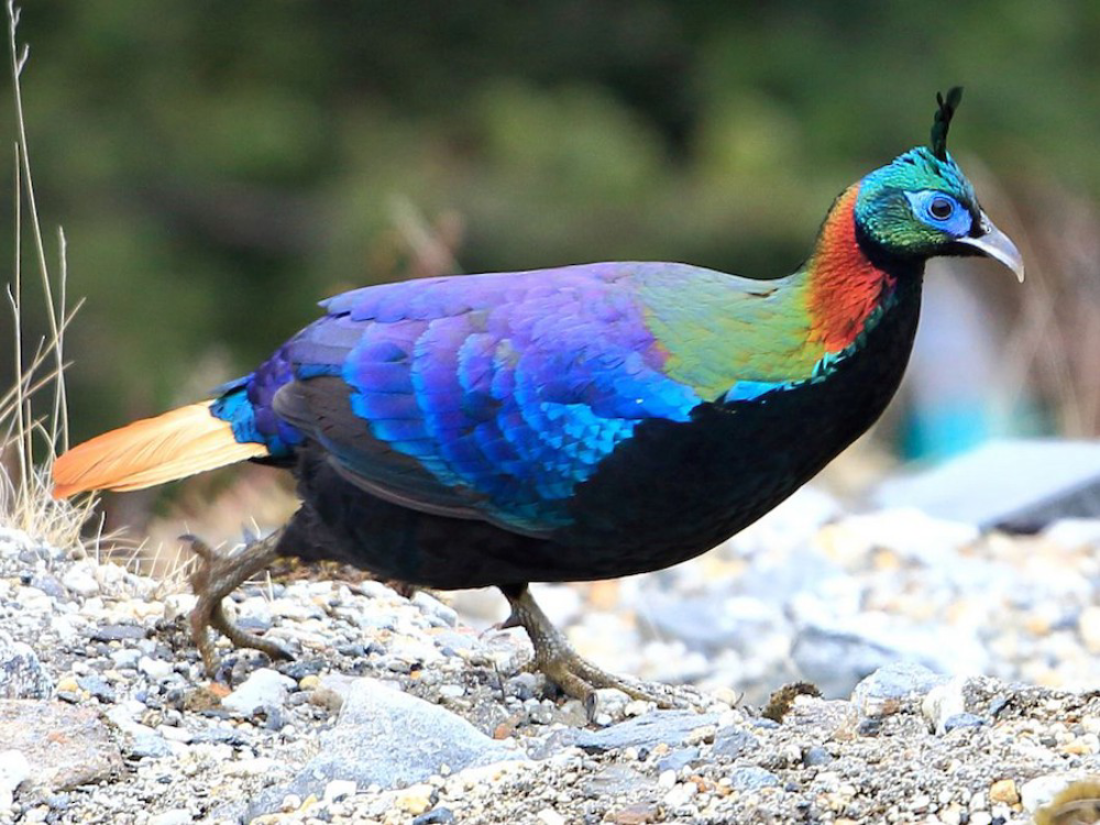 Himalayan Monal