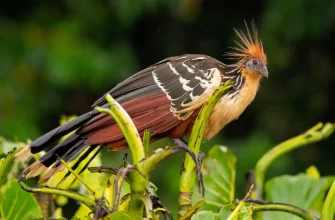 Hoatzin