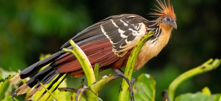 Hoatzin