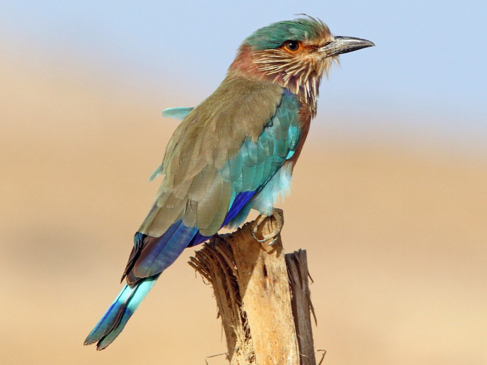 Indian Roller