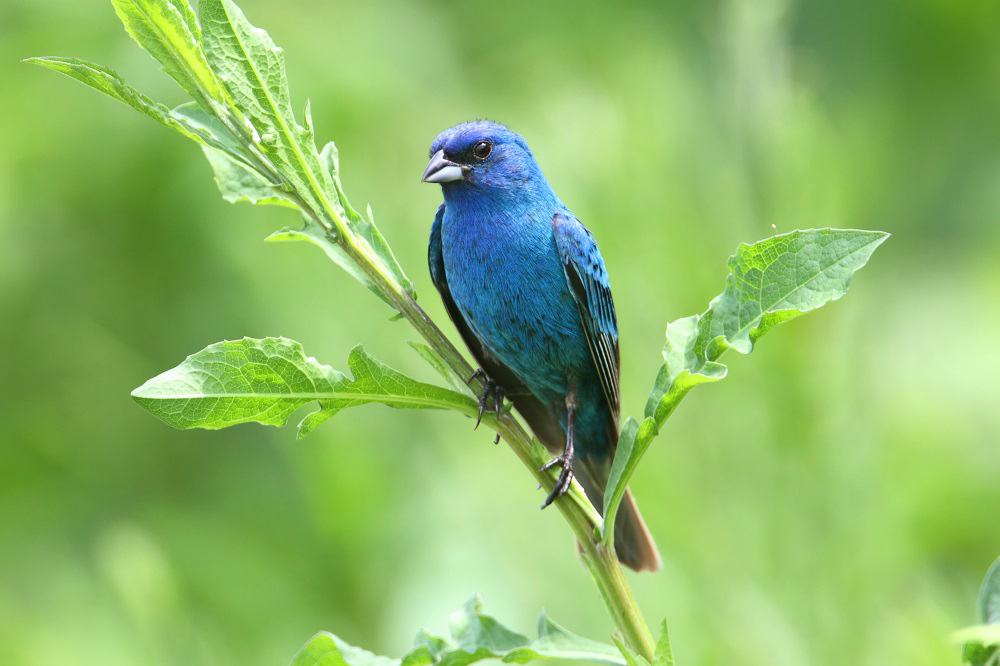 Indigo Bunting