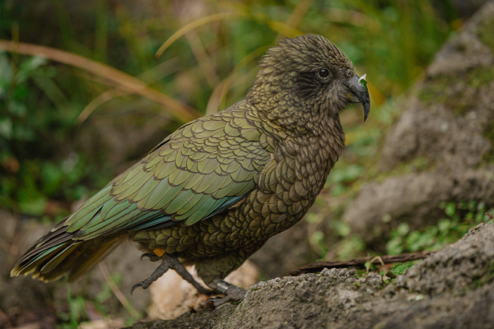 Kea