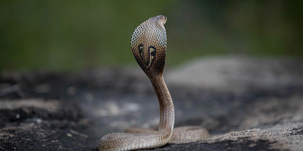 King Cobra