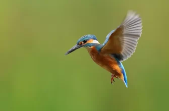 Kingfisher