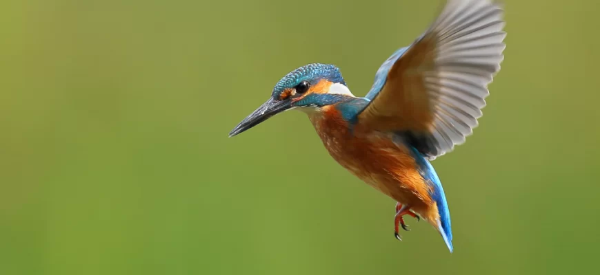 Kingfisher