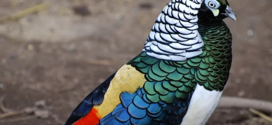 Lady Amherst's Pheasant