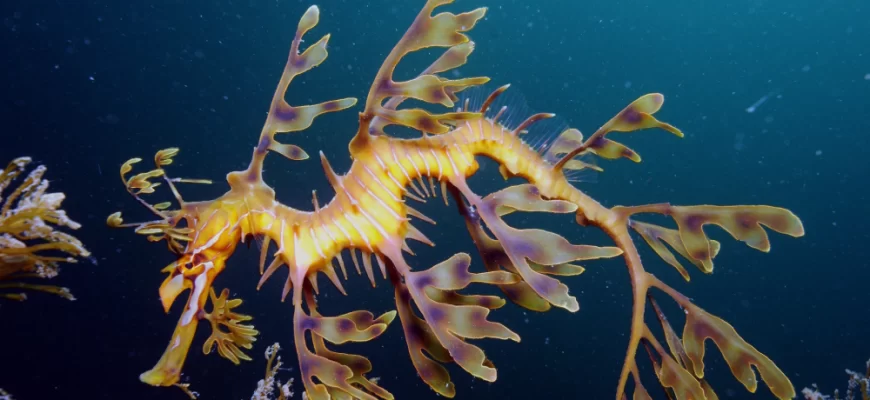 Leafy Sea Dragon