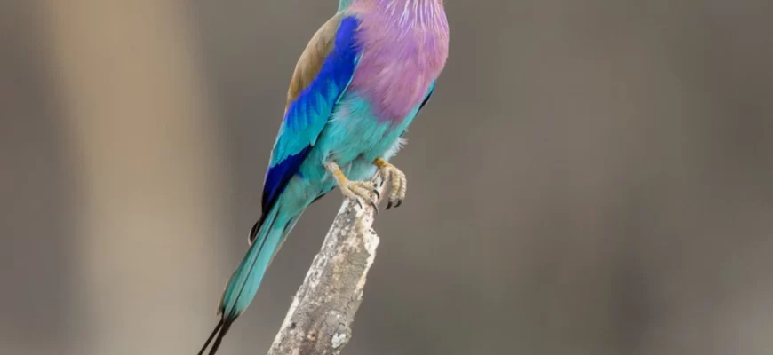 Lilac-Breasted Roller