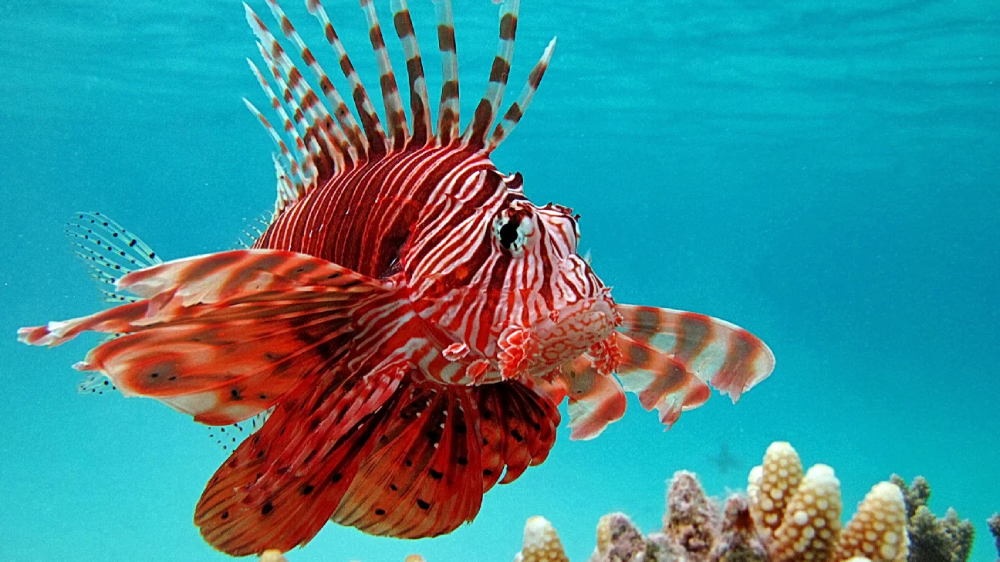 Lionfish