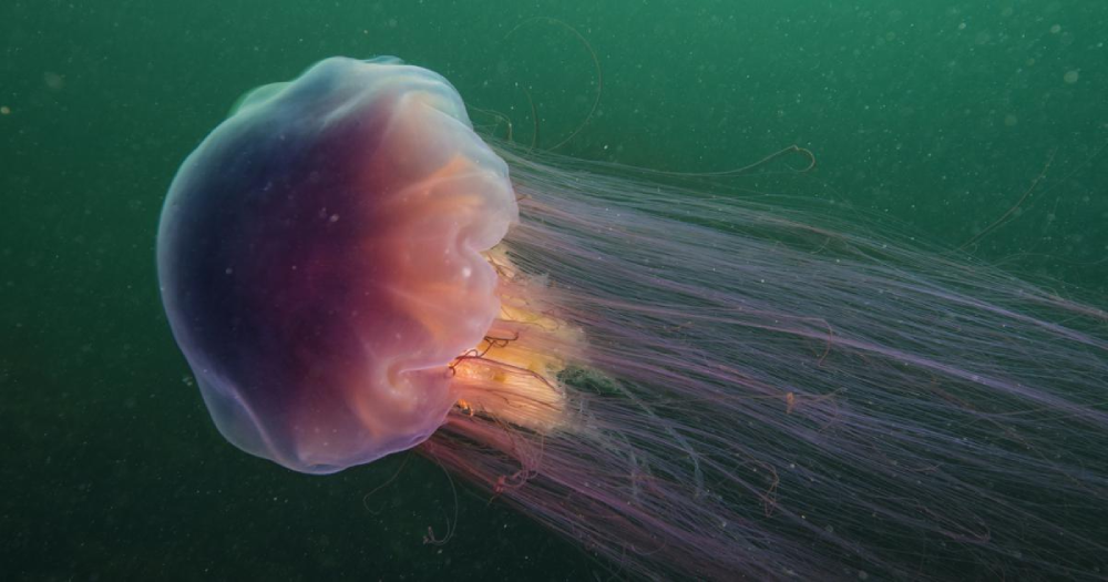 Lion's Mane Jellyfish