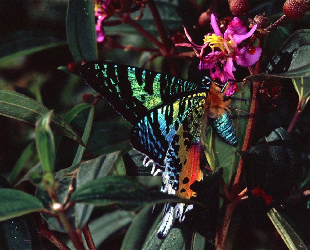 Madagascar Sunset Moth