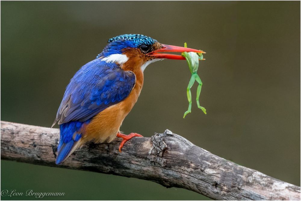 Malachite Kingfisher