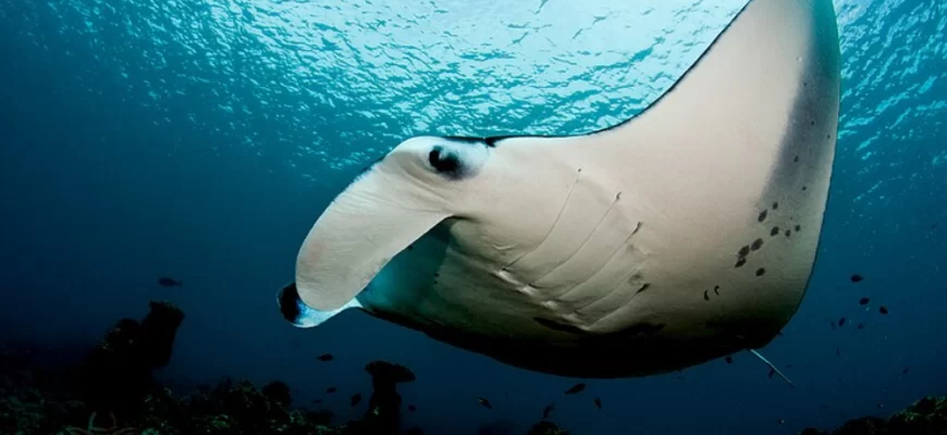 Manta Ray