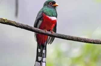 Masked Trogon