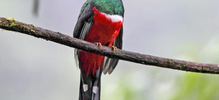 Masked Trogon