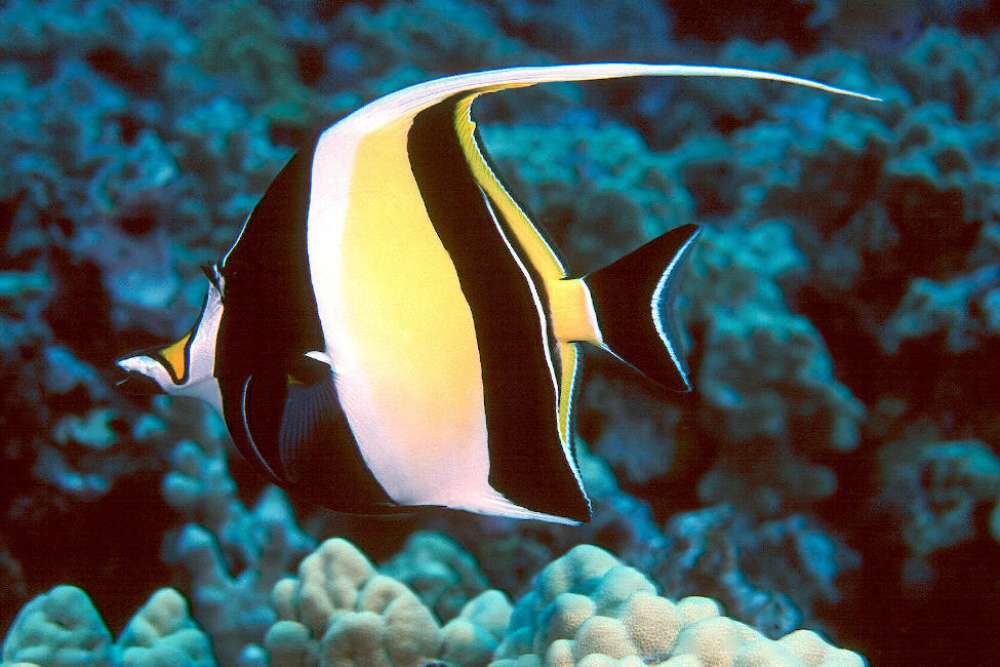 Moorish Idol