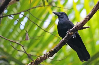 New Caledonian Crows