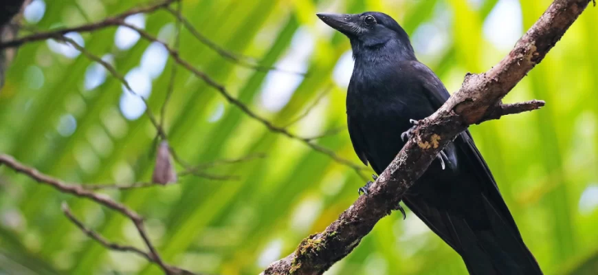 New Caledonian Crows