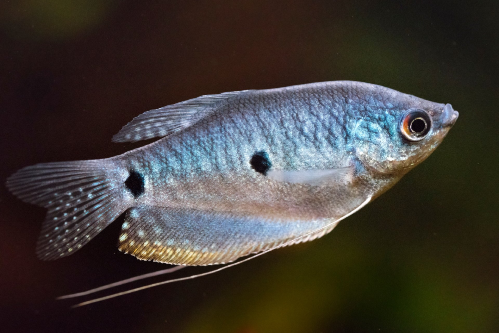 Opaline Gourami