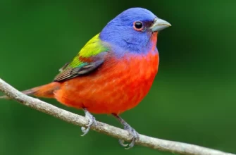 Painted Bunting