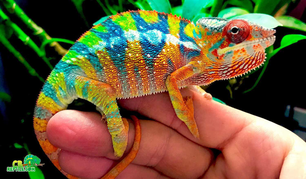 Panther Chameleon