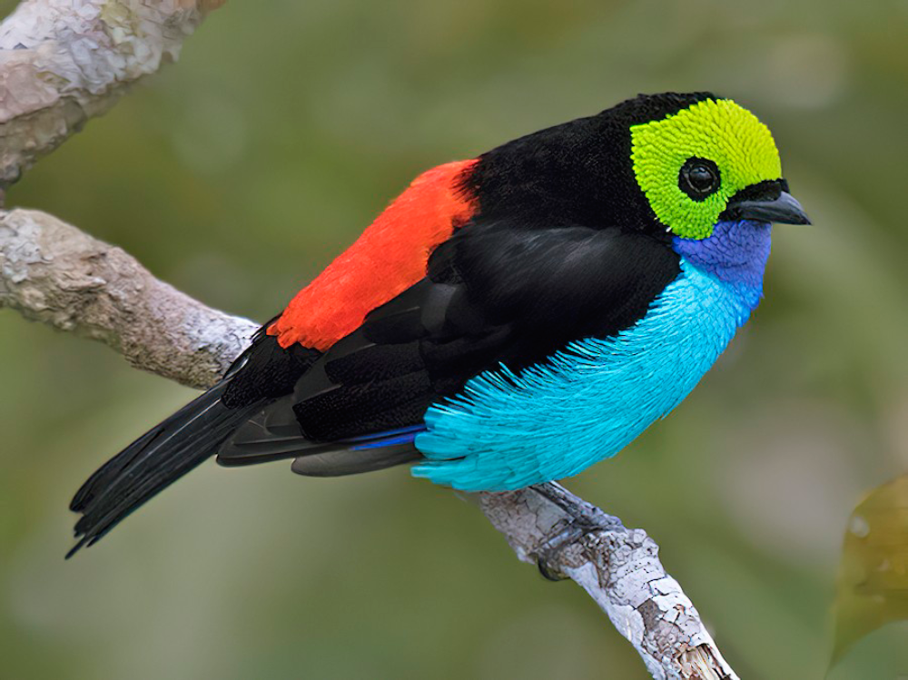 Paradise Tanager