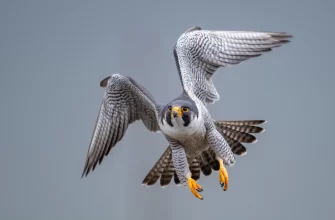 Peregrine Falcon