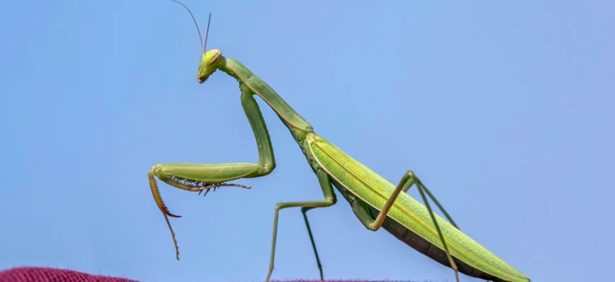 Praying Mantis