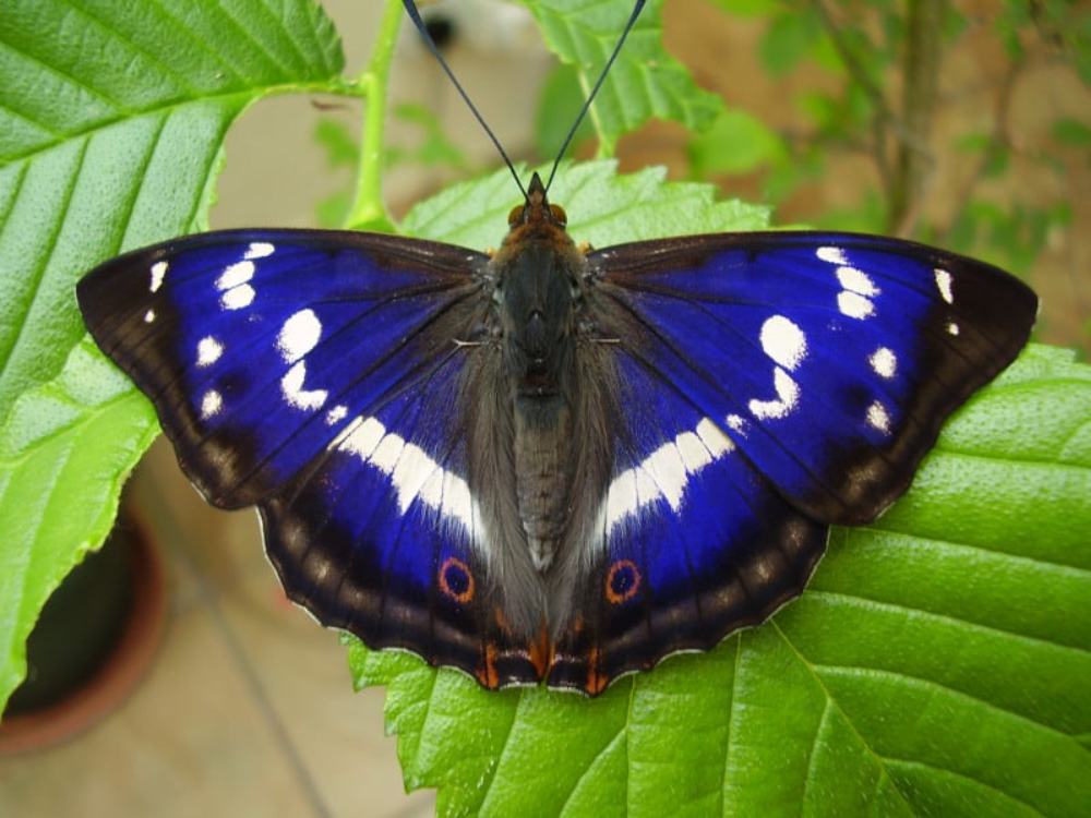 Purple Emperor Butterfly