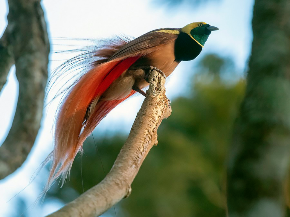 Raggiana Bird-of-Paradise