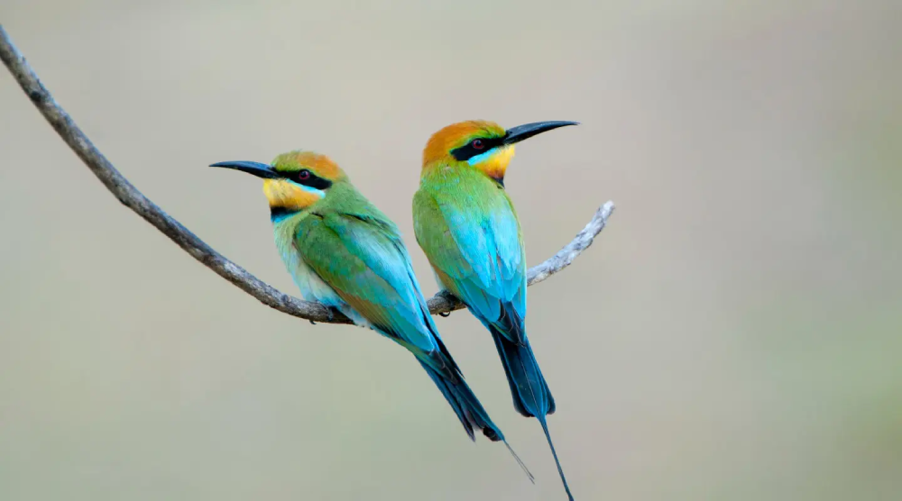 Rainbow Bee-Eater