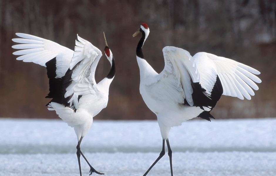 Red-Crowned Crane