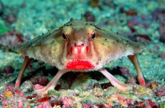 Red-Lipped Batfish