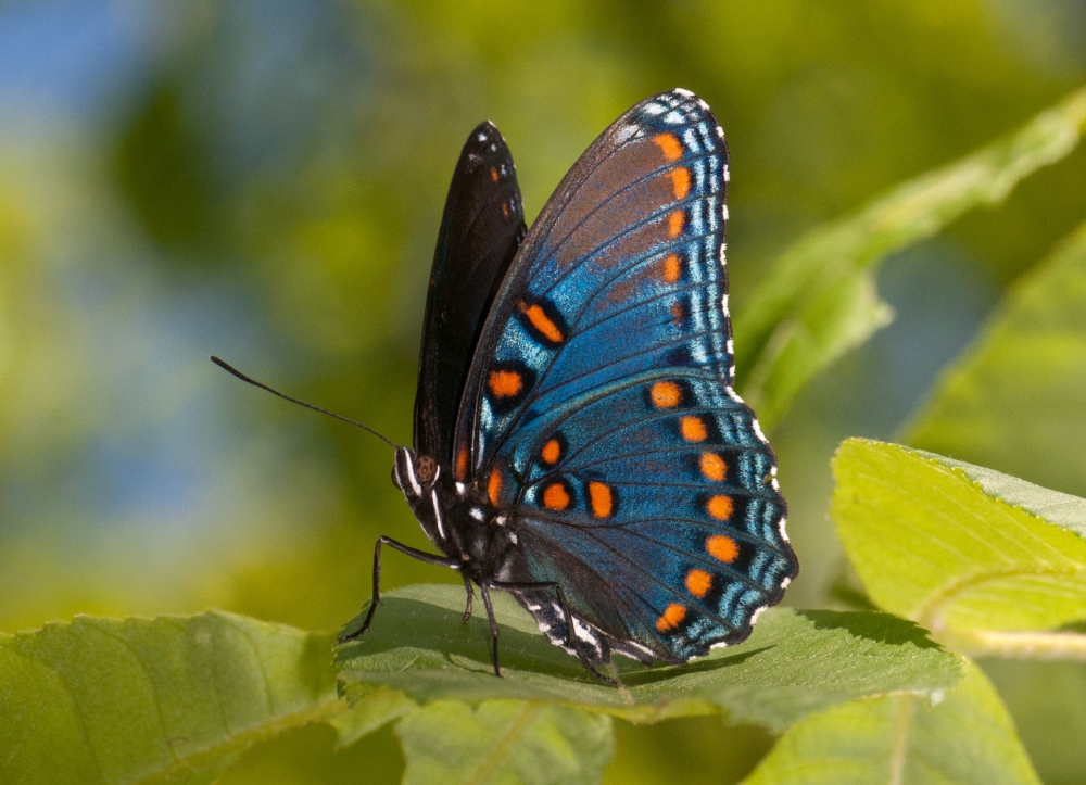 Red-Spotted Purple Butterfly