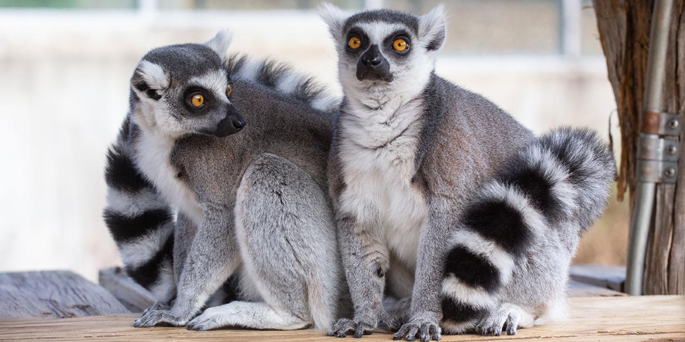 Ring-Tailed Lemur