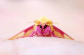 Rosy Maple Moth